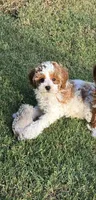 Birdie - AKC, a female Poodle - Miniature  for sale in Fort Worth, TX – 4 of 4