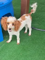 Dusty, a male Poodle - Toy  for sale in Fort Worth, TX – 2 of 2
