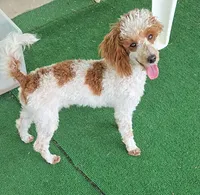 Dusty, a male Poodle - Toy  for sale in Fort Worth, TX – 3 of 3