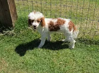 Ellie, a female Poodle - Toy  for sale in Fort Worth, TX – 5 of 5