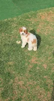 Ivy - AKC, a female Poodle - Miniature  for sale in Fort Worth, TX – Photo 2 of 3