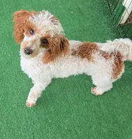Dusty, a male Poodle - Miniature  for sale in Fort Worth, TX – 2 of 2