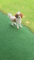Dory, a female Poodle - Toy  for sale in Fort Worth, TX – 2 of 5