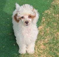 AKC - Jagger, a male Poodle - Toy  for sale in Fort Worth, TX – Photo 2 of 3