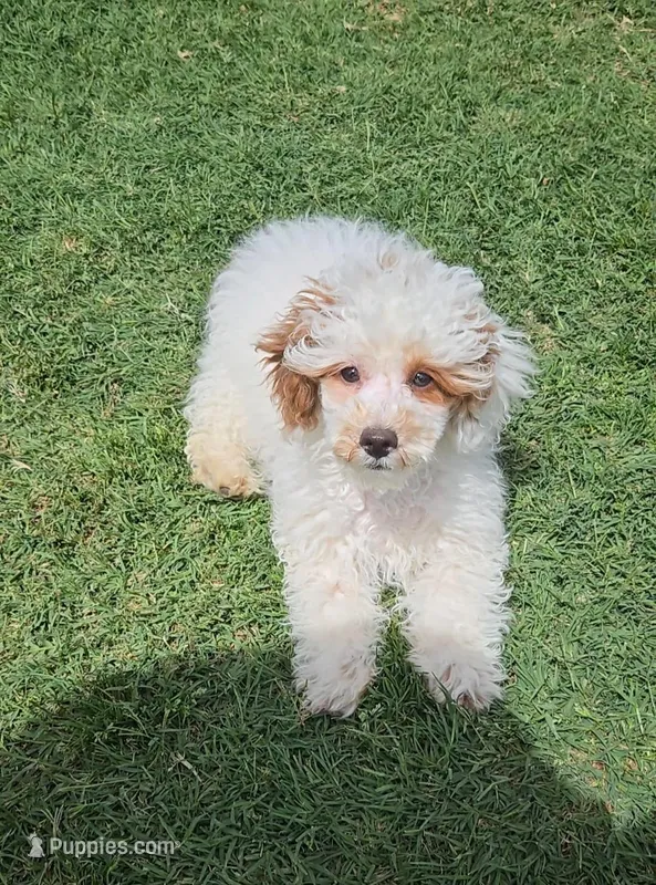 AKC - Jagger – Poodle - Toy  puppy for sale in Fort Worth, TX