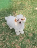 AKC - Jagger, a male Poodle - Toy  for sale in Fort Worth, TX – Photo 1 of 3