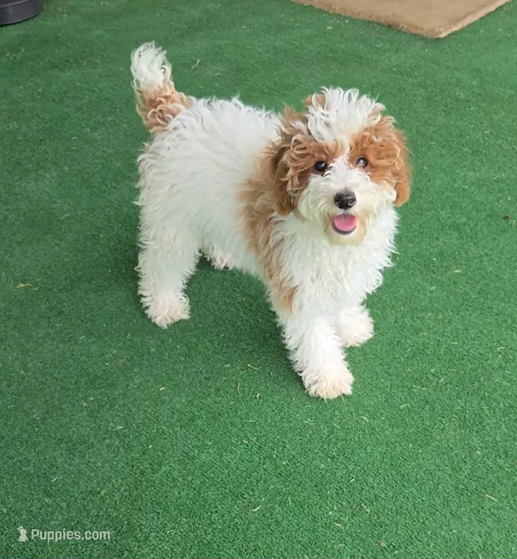 AKC - Harper, a female Poodle - Miniature  for sale in Fort Worth, TX – Photo 1 of 2