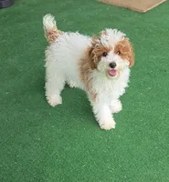 AKC - Harper, a female Poodle - Miniature  for sale in Fort Worth, TX – Photo 1 of 2