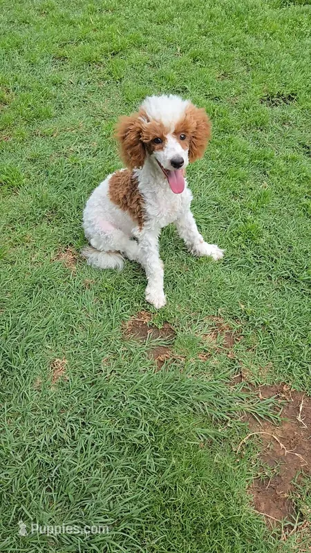 AKC - Harper – Poodle - Miniature  puppy for sale in Fort Worth, TX