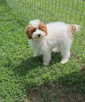 AKC - Harper, a female Poodle - Miniature  for sale in Fort Worth, TX – Photo 2 of 2