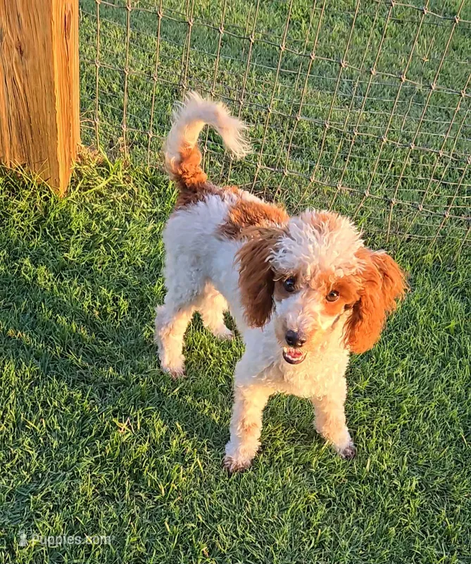 Dusty – Poodle - Toy  puppy for sale in Fort Worth, TX