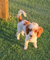 Dusty, a male Poodle - Toy  for sale in Fort Worth, TX – 1 of 3