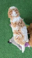 Birdie - AKC, a female Poodle - Miniature  for sale in Fort Worth, TX – 2 of 4