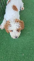 Finley, a male Poodle - Miniature  for sale in Fort Worth, TX – 5 of 6