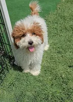 AKC - Ivy, a female Poodle - Miniature  for sale in Fort Worth, TX – Photo 2 of 4