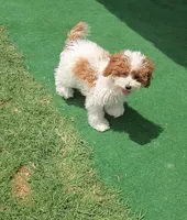 AKC - Ivy, a female Poodle - Miniature  for sale in Fort Worth, TX – Photo 3 of 4