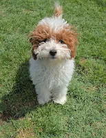 AKC - Ivy, a female Poodle - Miniature  for sale in Fort Worth, TX – Photo 4 of 4