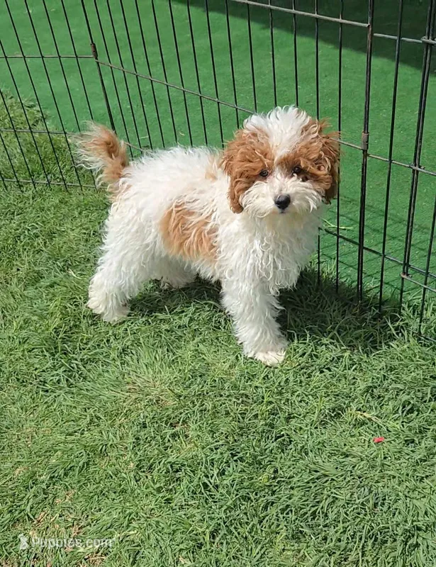 AKC - Ivy – Poodle - Miniature  puppy for sale in Fort Worth, TX