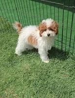 AKC - Ivy, a female Poodle - Miniature  for sale in Fort Worth, TX – Photo 1 of 4