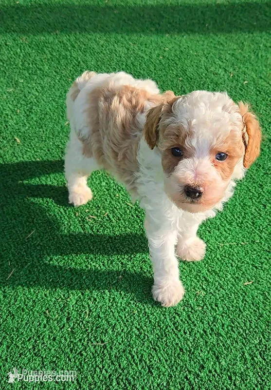 Teddy – Poodle - Miniature  puppy for sale in Fort Worth, TX