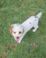 AKC - Jagger, a male Poodle - Toy  for sale in Fort Worth, TX – Photo 2 of 5