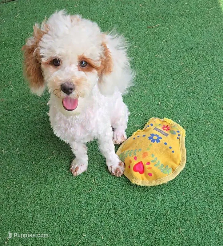 AKC - Jagger – Poodle - Toy  puppy for sale in Fort Worth, TX