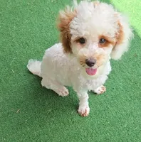 AKC - Jagger, a male Poodle - Toy  for sale in Fort Worth, TX – Photo 3 of 5