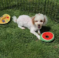 AKC - Jagger, a male Poodle - Toy  for sale in Fort Worth, TX – Photo 5 of 5