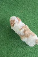 Teddy, a male Poodle - Miniature  for sale in Fort Worth, TX – 2 of 4