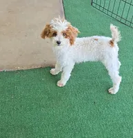 Cassy, a female Poodle - Toy  for sale in Fort Worth, TX – 4 of 4