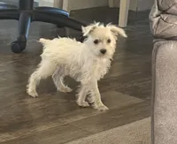 Sugar, a female Miniature Schnauzer for sale in Louisville, IL – 2 of 2