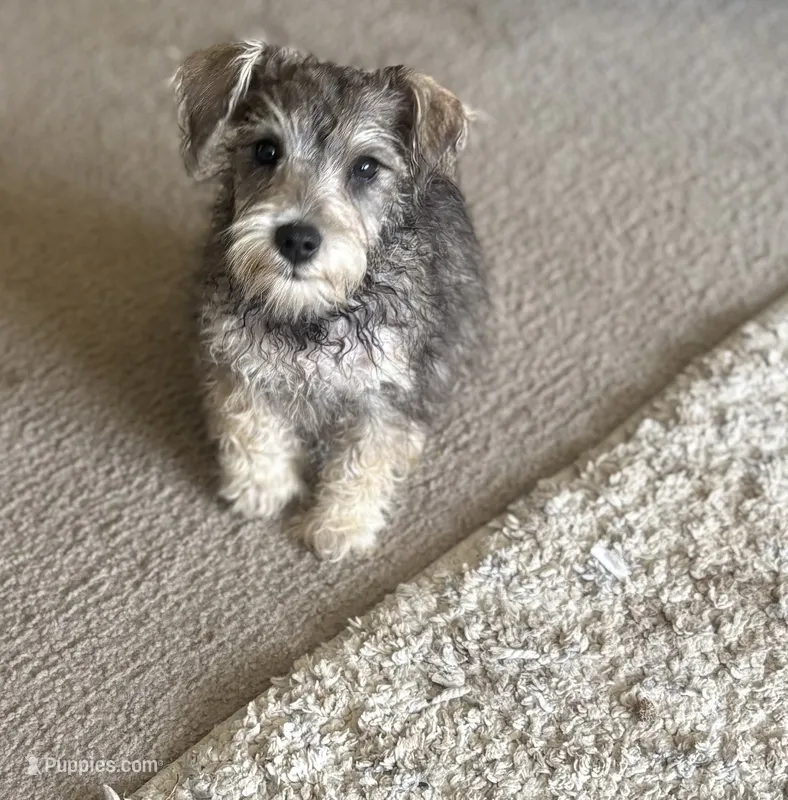Gunner  – Miniature Schnauzer puppy for sale in Louisville, IL