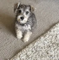 Gunner , a male Miniature Schnauzer for sale in Louisville, IL – 1 of 3