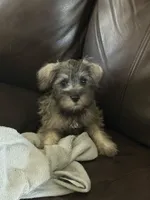 Rufus , a male Miniature Schnauzer for sale in Louisville, IL – 3 of 3