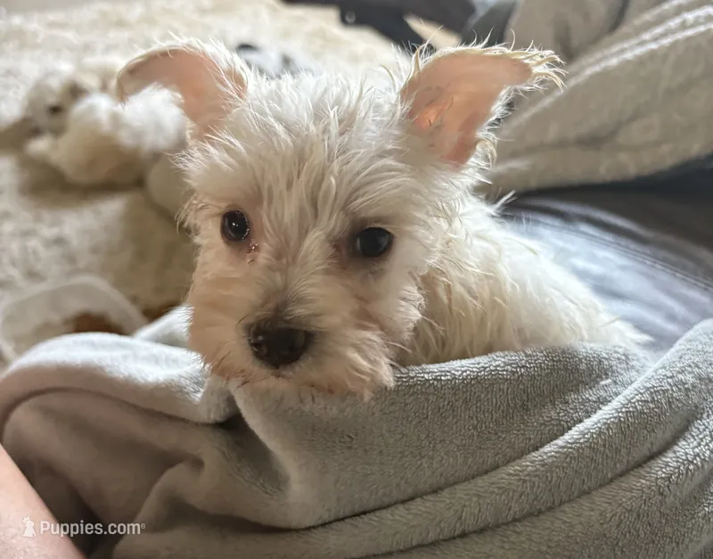 Millie – Miniature Schnauzer puppy for sale in Louisville, IL