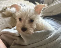 Millie, a female Miniature Schnauzer for sale in Louisville, IL – 1 of 1