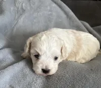 Lilly, a female Maltipoo for sale in Louisville, IL – 2 of 2