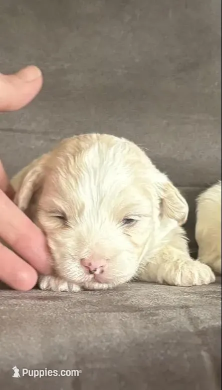 Lilly – Maltipoo puppy for sale in Louisville, IL