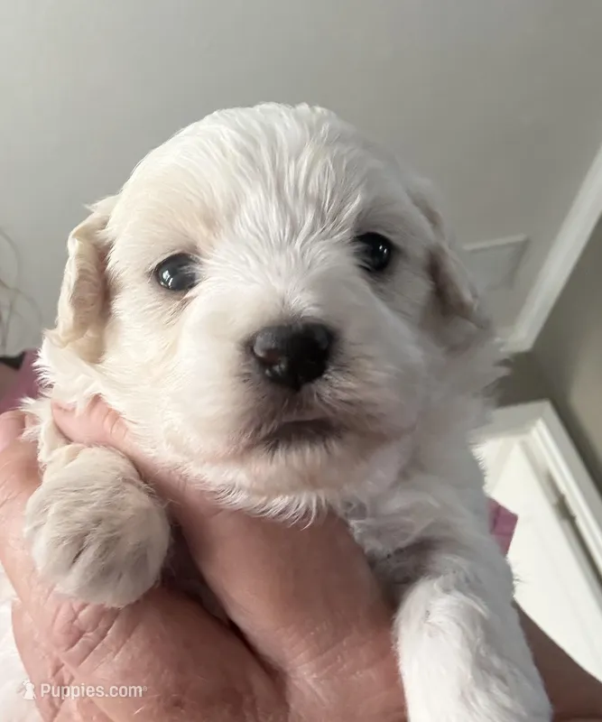 Lilly – Maltipoo puppy for sale in Louisville, IL