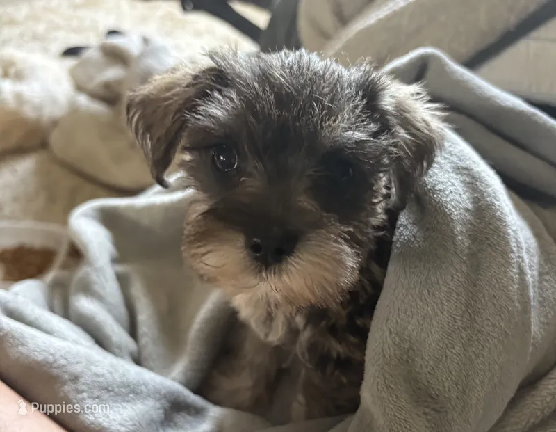 Milo – Miniature Schnauzer puppy for sale in Louisville, IL