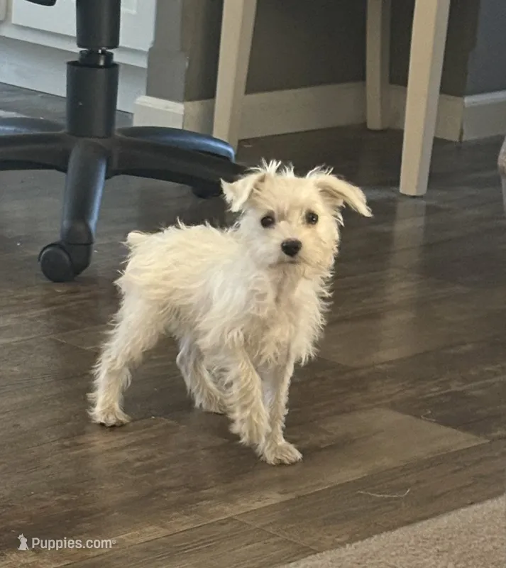 Sugar – Miniature Schnauzer puppy for sale in Louisville, IL