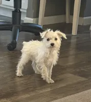 Sugar, a female Miniature Schnauzer for sale in Louisville, IL – 1 of 2