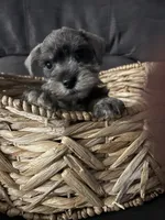 Simon, a male Miniature Schnauzer for sale in Louisville, IL – Photo 1 of 2