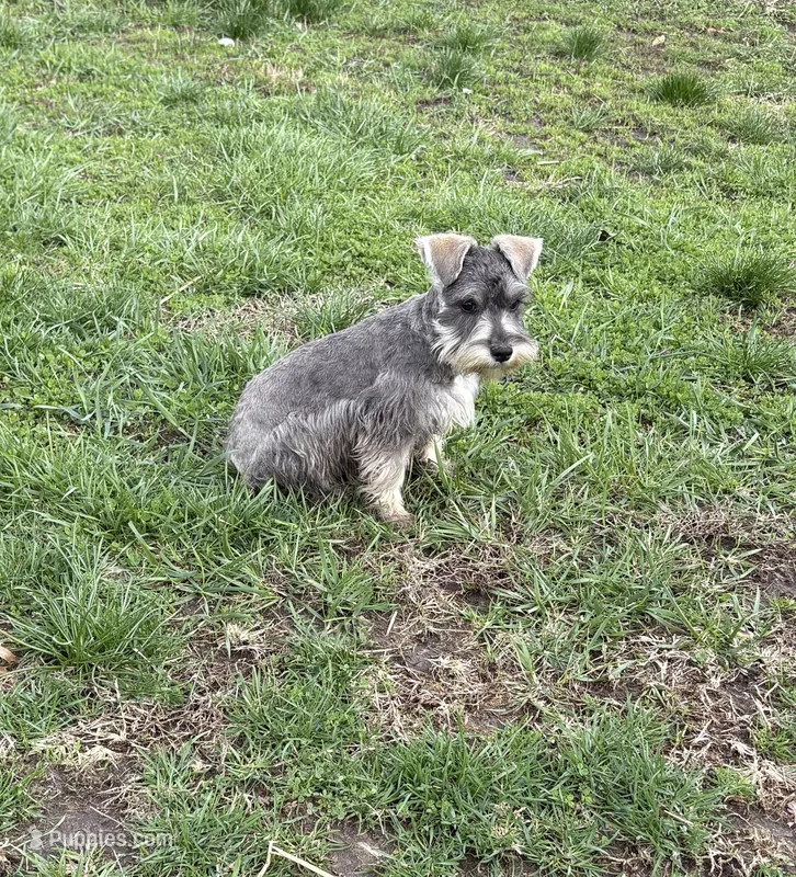 Simon – Miniature Schnauzer puppy for sale in Louisville, IL