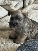 Simon, a male Miniature Schnauzer for sale in Louisville, IL – Photo 2 of 2
