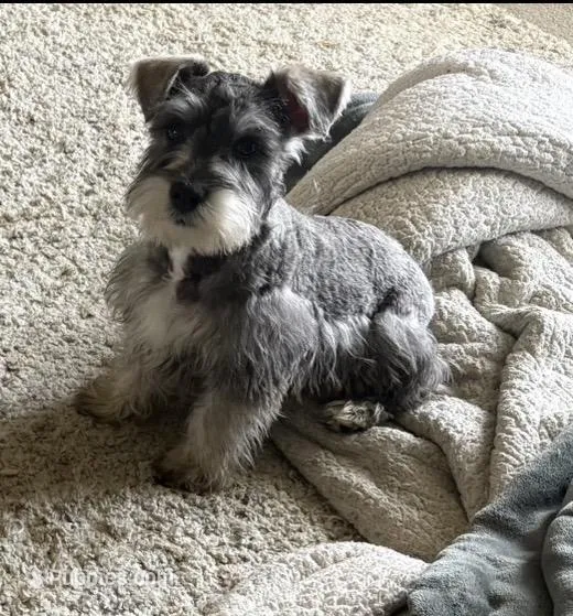Simon – Miniature Schnauzer puppy for sale in Louisville, IL