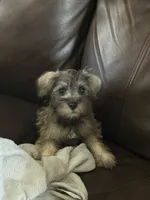 Rufus , a male Miniature Schnauzer for sale in Louisville, IL – 2 of 3