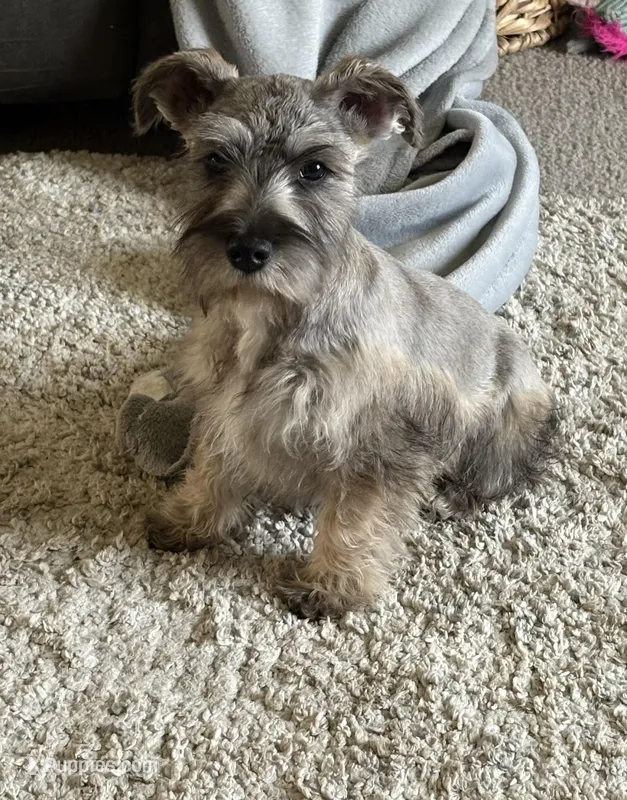 Rudy – Miniature Schnauzer puppy for sale in Louisville, IL