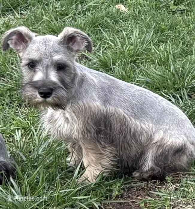 Rudy – Miniature Schnauzer puppy for sale in Louisville, IL