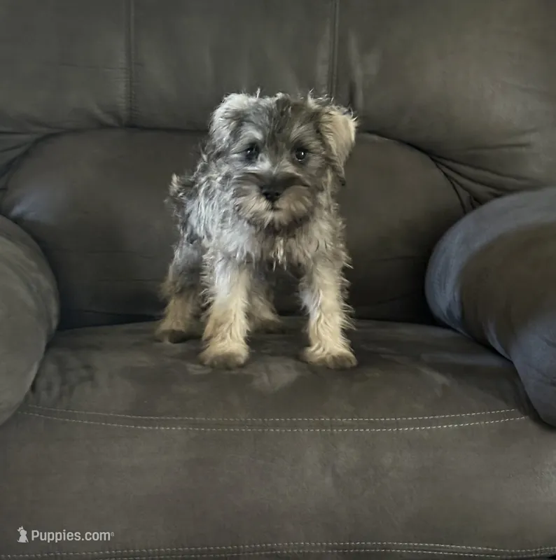 Rufus  – Miniature Schnauzer puppy for sale in Louisville, IL